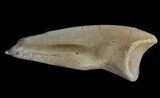 Nice Ornithomimus Foot Claw - Two Medicine Formation #13717-1